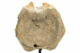Fossil Hadrosaur Vertebra Centrum w/ Metal Stand - South Dakota #335487-2